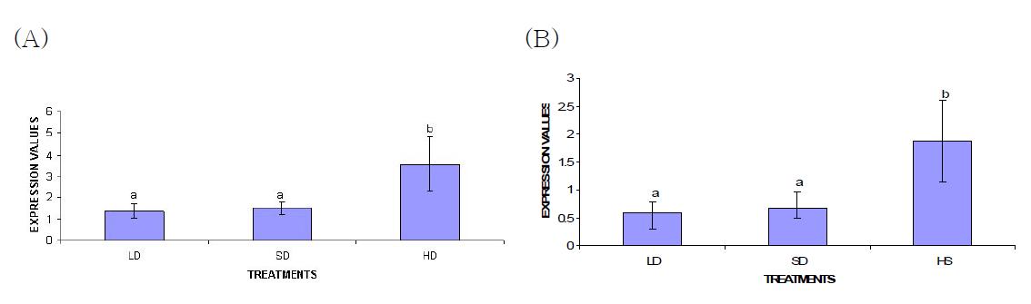The mRNA expression levels of HMGCR in blood(A) and liver(B)of broiler chickens subjected to low stocking density (LD), standard stocking density(SD) and high stocking density(HD)