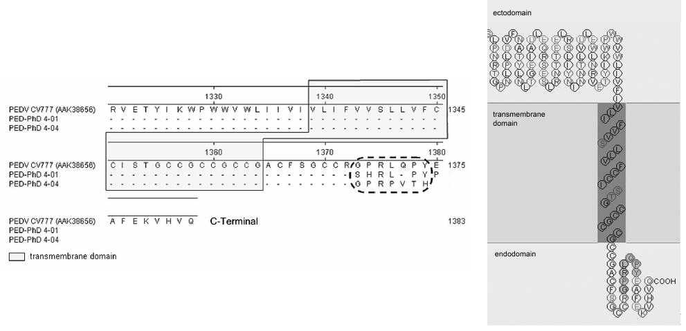 PEDV의 putative neutralizing epitope