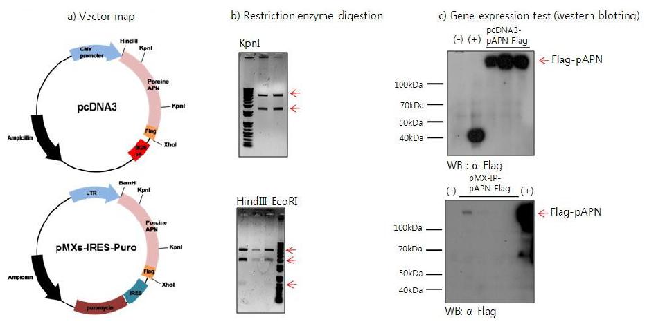 pcDNA3-pAPN-Flagexpression을 위한 cloningstrateg