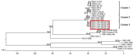 phylogenetic tree