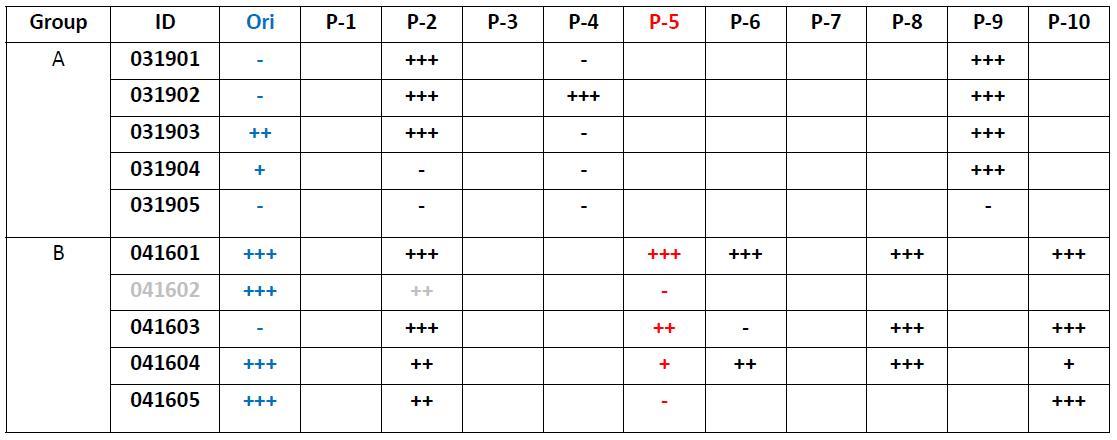 PEDV 감염의심 intestine sample을 이용한 blind passage결과