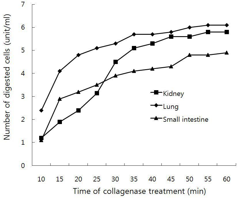 Digestion of minced organs by collagenase treatment. Proper time of collagenase treatment was about 30 minutes since longer treatment than 30 minutes resulted in more contamination of fibroblasts as well as low survival of digested cells after plating