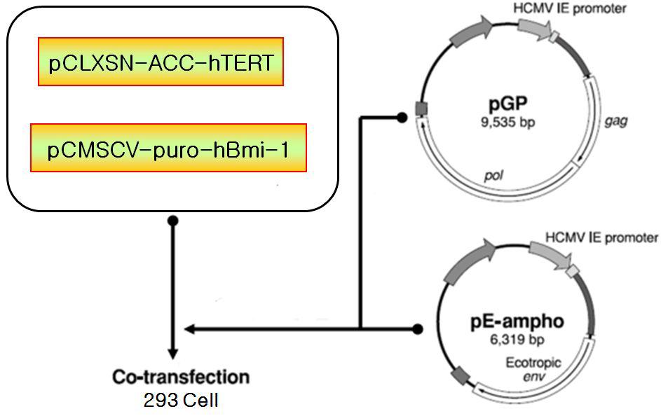 Diagram of total process for retrovirus particle production.