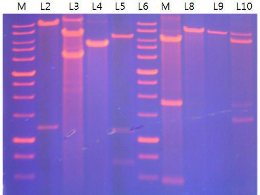 PCR detection ofretrovirusvector.M:1kb Marker,laneL2:hTERT (XbaI,Hind III),lane L3:hTERT (Xcm I,Xba I),lane L4:hTERT (AflII,Xba I),laneL5:hbmi-1 (ClaI,Hind III),laneL7:hbmi-1(EcoR I,ClaI),laneL8:hbmi-1(BamH I,ClaI),lane L9:hbmi-1(XbaI),laneL10:hbmi-1(NdeI,XhoI)