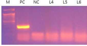 PCR analysis ofmycoplasma contamination in established celllines.M:100bp DNA marker,lanePC:positivecontrol,laneNC:negativecontrol,laneL4: