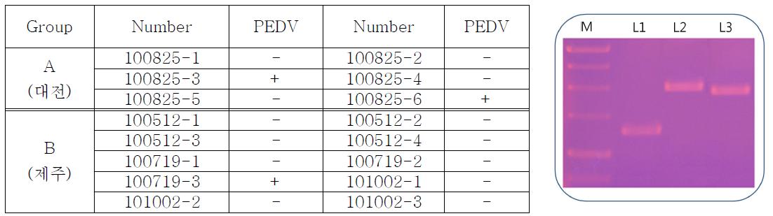 PCR analysisofPEDV S gene,ORF3andM gene.M:100bpDNA marker,L1: PEDV S gene, L2:PEDV ORF3gene,L3:PEDV M gene.