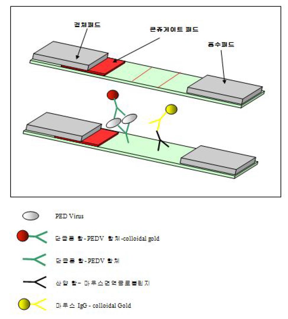 반응모식도