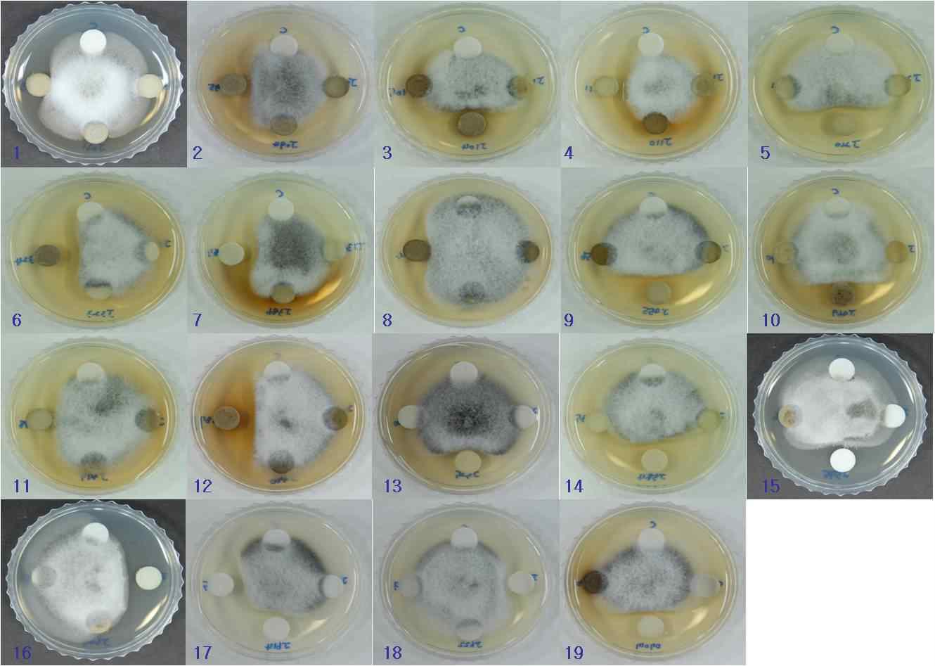 in vitro antifungal effects of crude extracts from Jeju native resources against Magnaporthe grisea. 1, JBR55; 2, JBR98; 3, JBR107; 4, JBR114; 5, JBR213; 6, JBR325; 7, JBR379; 8, JBR406; 9, JBR444; 10, JBR458; 11, JBR467; 12, JBR476; 13, JBR510; 14, JBR563; 15, JBR573; 16, JBR580; 17, JBR587/JBR588; 18, JBR590; 19, JBR612.