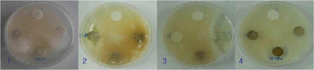 in vitro antifungal effects of crude extracts from Jeju native resources against Rhizoctonia solani. 1, JBR348; 2, JBR580; 3, JBR701; 4, JBR703.