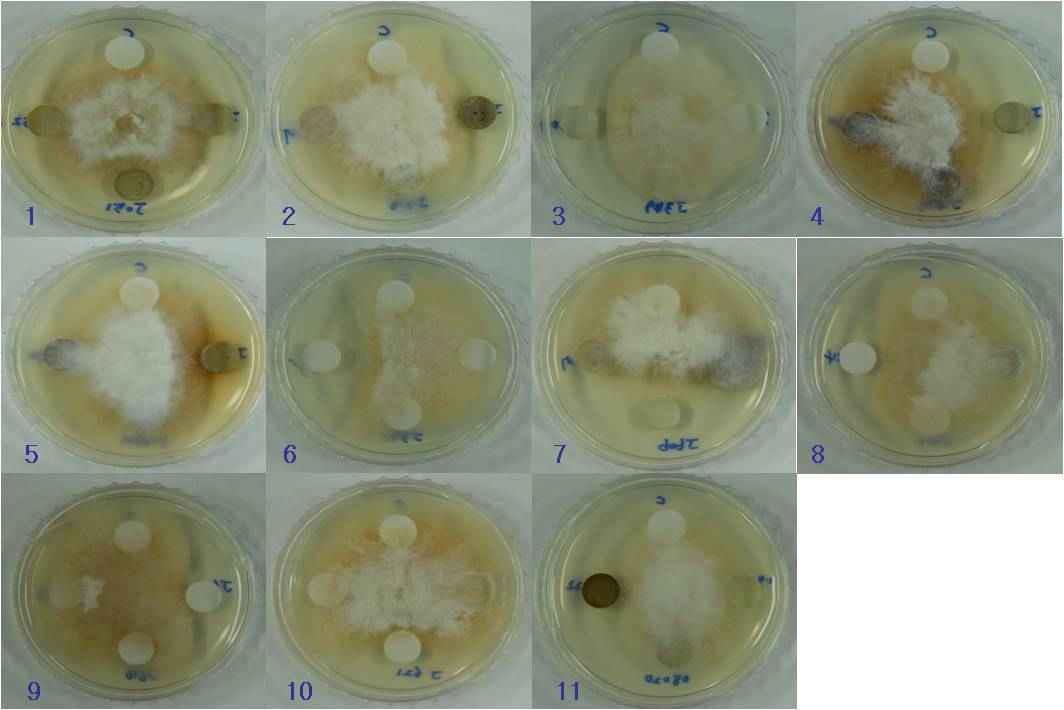 in vitro antifungal effects of crude extracts from Jeju native resources against Rhizoctonia cerealis. 1, JBR55; 2, JBR213; 3, JBR467; 4, JBR467; 5, JBR476; 6, JBR573; 7, JBR580; 8, JBR587; 9, JBR588; 10, JBR590; 11, JBR687.