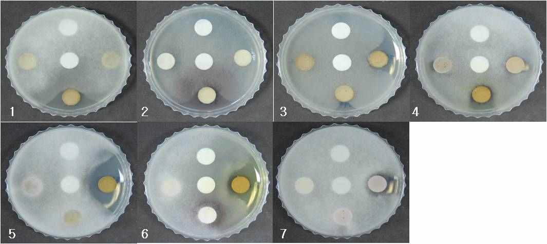 in vitro antifungal effects of crude extracts from Jeju native resources against Pythium graminicola. 1, JBR113; 2, JBR148; 3, JBR397; 4, JBR699; 5, JBR687; 6, JBR701; 7, JBR710.