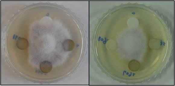 in vitro antifungal effects of crude extracts from Jeju native resources against Botrytis cinerea. The left and right is JBR467 and JBR580, respectively.