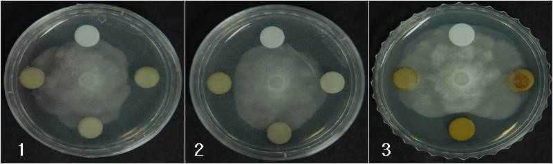in vitro antifungal effects of crude extracts from Jeju native resources against Phytophthora capsici. 1, JBR376; 2, JBR381; 3, JBR687.