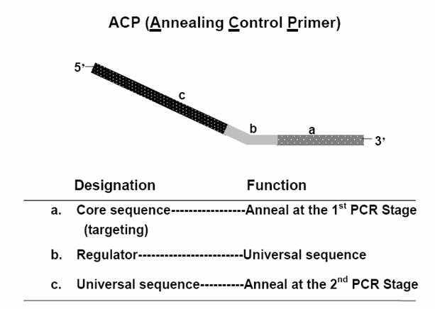 The structure of ACP