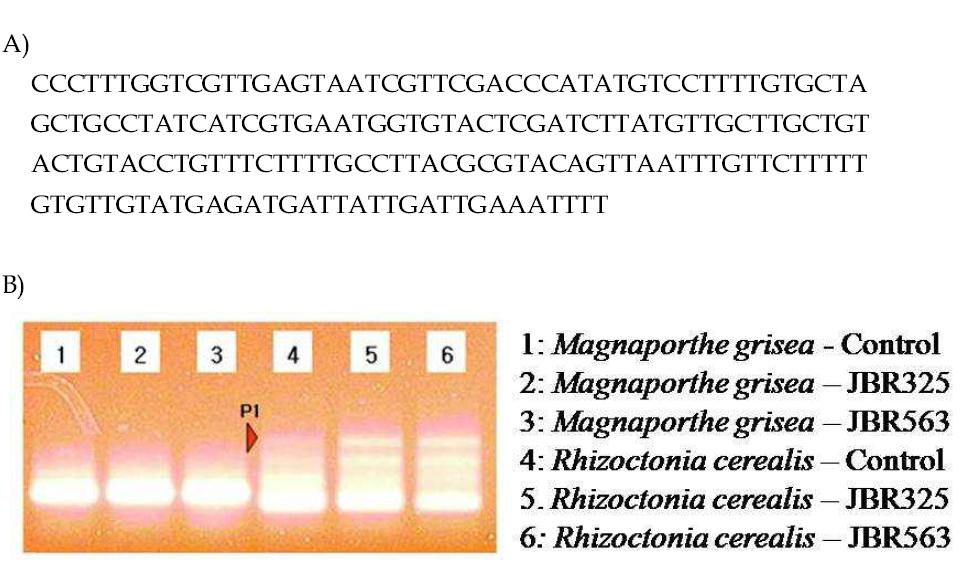 Nucleotide sequences of P1(A) and expression band patterns(B).