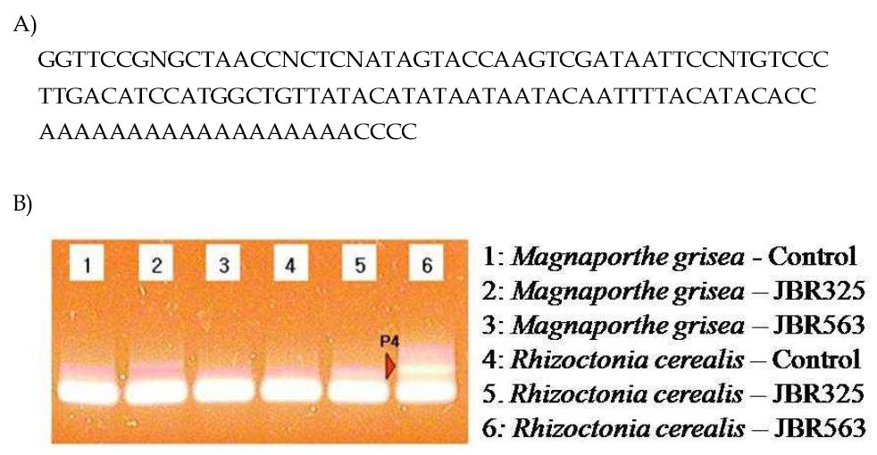 Nucleotide sequences of P4(A) and expression band patterns(B).