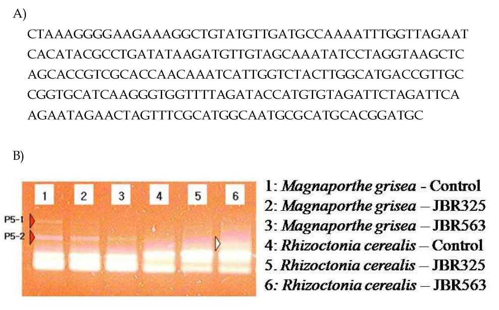 Nucleotide sequences of P5-2(A) and expression band patterns(B).