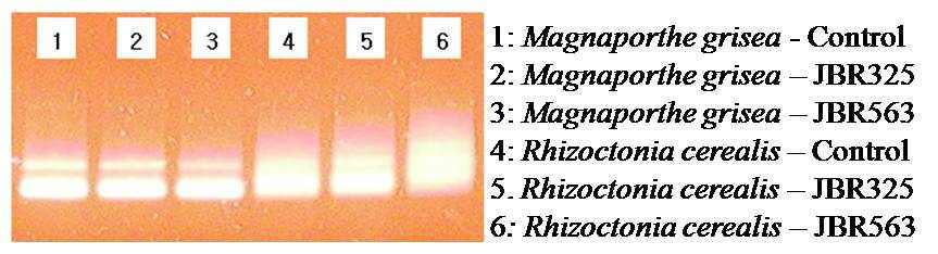 The expression band patterns using ACP-6.