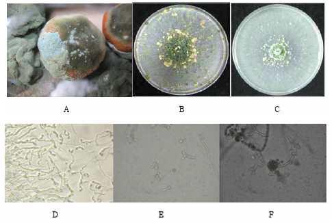 Identification pathogen by observing shape of mycelium and spores from infested citrus. A: infested citrus B: Penicillium digitatum in PDA media, C: Penicillium italicum in PDA media, D, E, F : shape of mycelium and spores.