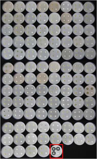 Screening of antifungal activity on Penicillium digitatum of several plant analysed in this study based on the mycelial growth inhibition.