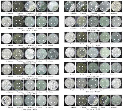 Screening of antifungal activity on Penicillium spp. of each herb plant analysed based on the mycelial growth inhibition.