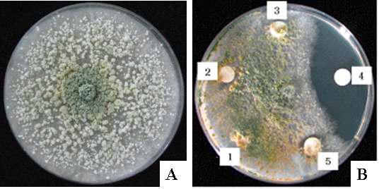 Antifungal activity of each solvent fraction extracted from 100% methanol extracts of Dioscorea quinqueloba against Penicillium digitatum. A; Control, B; 1: hexane fraction, 2: chloroform fraction, 3: ethyl acetate, 4: butanol fraction, 5: H20 fraction.