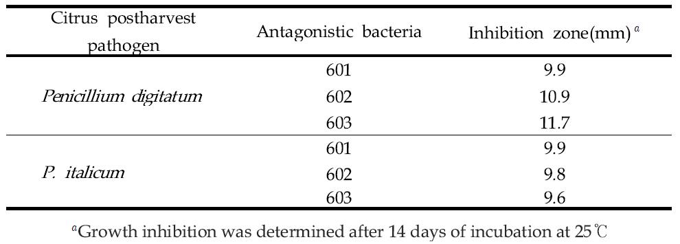 Inhibitory effect of 3 antagonistic bacteria from citrus leaf against mycelial growth of 2 citrus postharvest pathogens