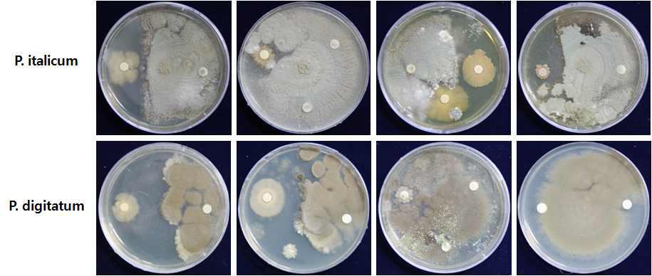 Inhibition of mycellial growth of Penicillium digitatum and P. italicum by 15 antagonistic bacterial