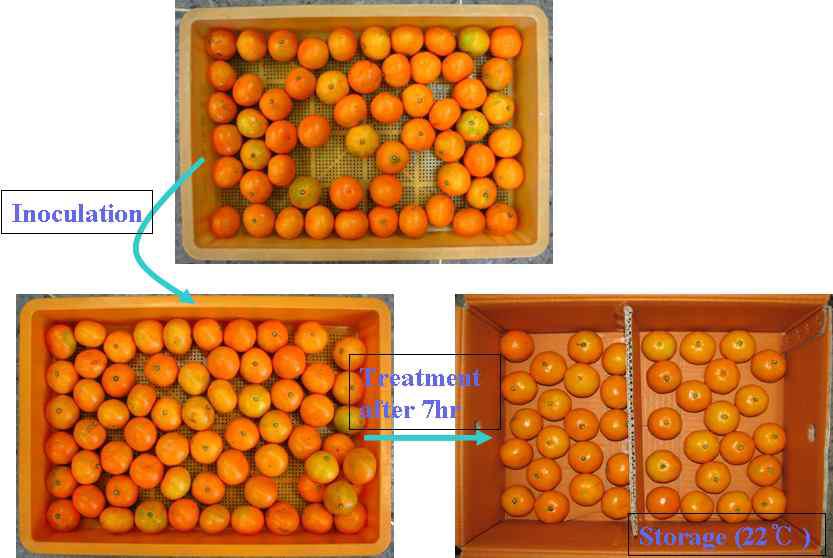 Treatment of an antifungal compound after Penicillium digitatum inoculation on citrus fruits.