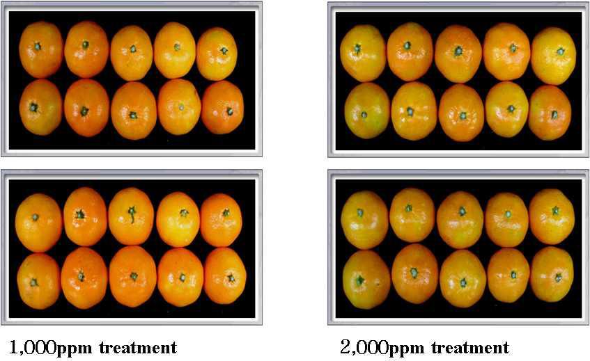 Phytotoxicity for citrus of protodioscin 1,000ppm, 2,000ppm treatment.