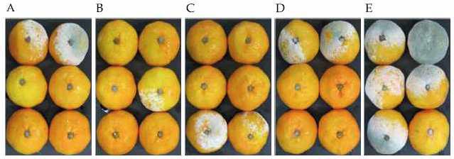 Control effect of 603 against P. digitatum on citrus at 23℃, 7 days after artificial inoculation. A; Culture filtrate, B; 1x106 cfu/ml, C; 1x107 cfu/ml, D; 1x108 cfu/ml, E; Control.