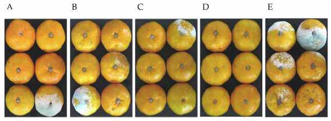 Control effect of RB2 against P. digitatum on citrus at 23℃, 7 days after artificial inoculation. A; Culture filtrate, B; 1x107 cfu/ml, C; 1x108 cfu/ml, D; 1x109 cfu/ml, E; Control.