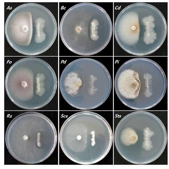 Antifungal activity of 603 against two citrus postharvest pathogens and seven plant pathogens on PDA.