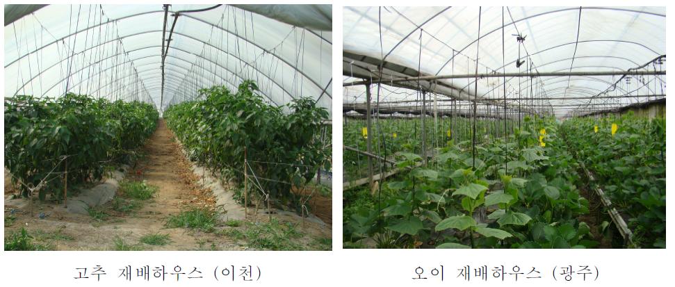 잔딧물 살충효과 농가실증포장