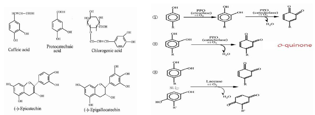 폴리페놀 산화 효소의 기질 및 효소에 의한 반응