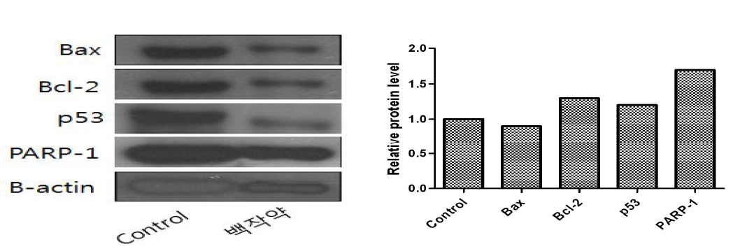백작약추출물 처리에 따른 위암세포의 단백질 마커 분석 평가
