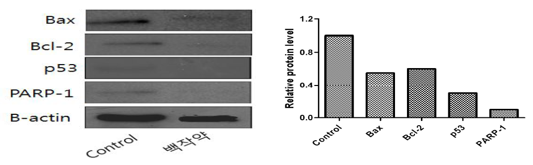 백작약추출물 처리에 따른 간암세포의 단백질 마커 분석 평가