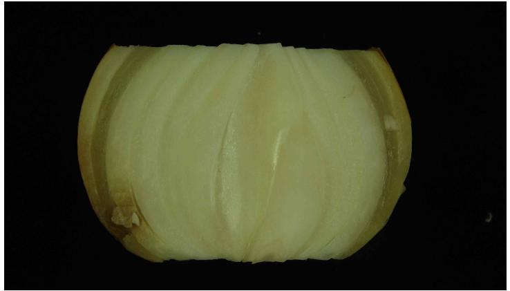 Physical injury during harvest and subsequent infection by bacteria and fungi.