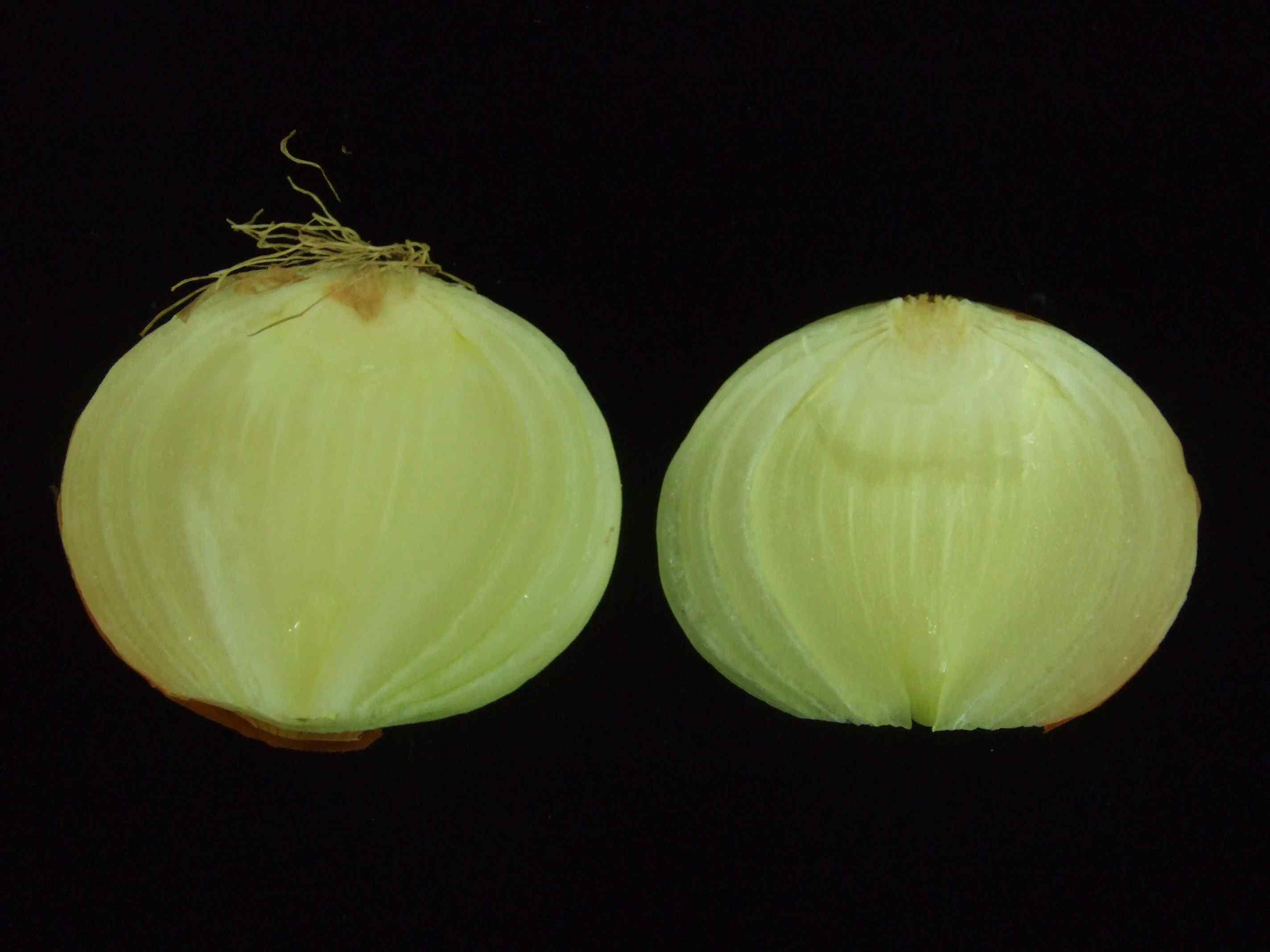 Freezing injury in ‘Turbo’ onion stored at -1℃ for 5 months.