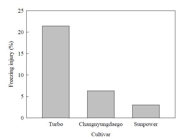 Freezing injury in onion cultivars