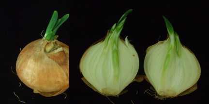 Sprouting in ‘Changnyungdaego’ onion stored at 20℃ for 4 months.