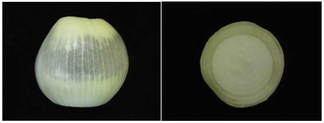 Disorder in ‘Turbo’ onion due to CO2 gas.