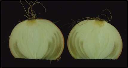 Soft rot in ‘Turbo’ onion stored at 0℃ for 4 months.