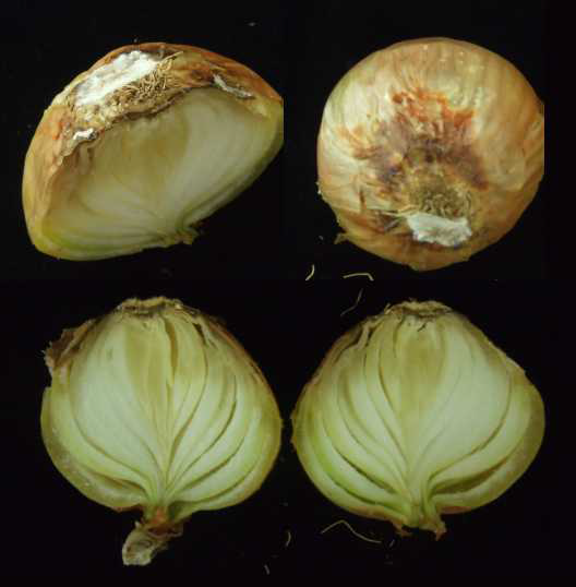 Basal rot in ‘Changnyungdaego’ onion stored at 20℃ for 2 months.