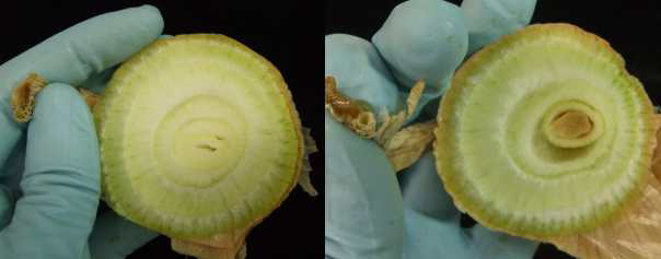 Comparison of non-infected (left) and infected (right) onion stem end.