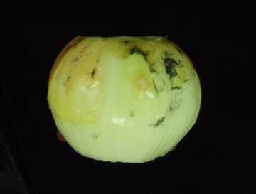 Black mold in ‘Turbo’ onion stored at 0℃ for 5 months.