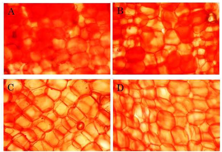 Light microscope image of onion tissue