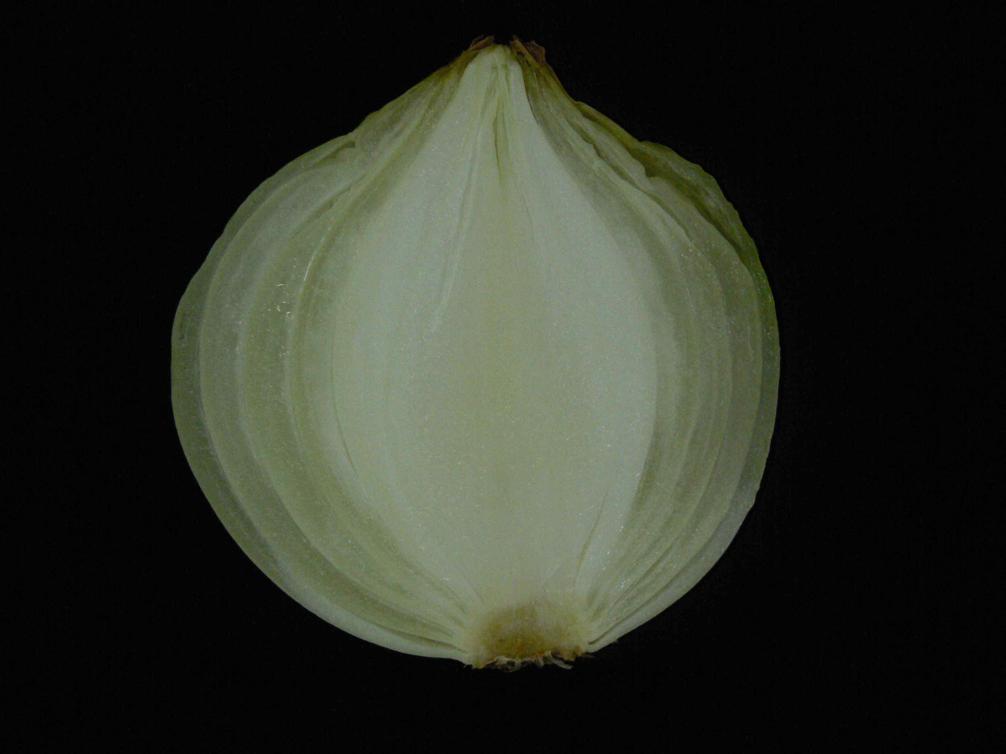 Pathological injury by Bacillus spp. in onion bulbs.