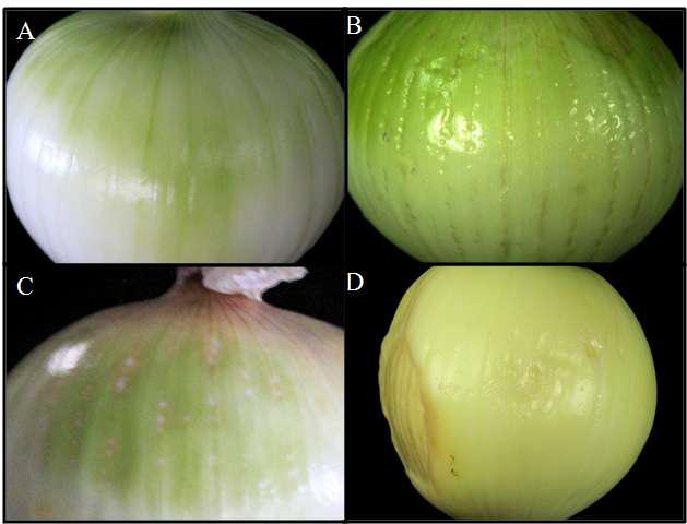 Effects of chlorine dioxide gas application on onion bulbs