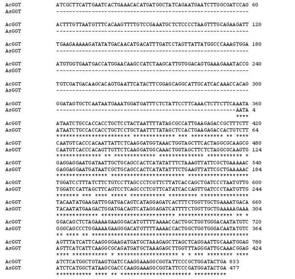 Alignment of deduced amino acid sequence garlic g-glutamyl transepeptidase (AsGGT).